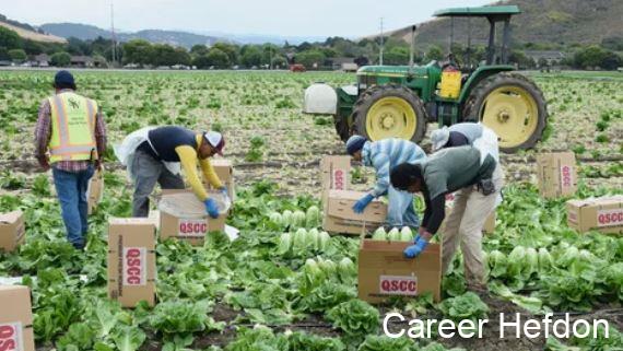 Farm Work in New Zealand 2026